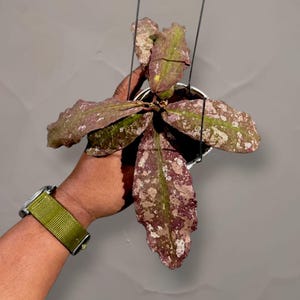 Hoya undulata - Etsy 日本