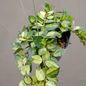 Hoya mathilde grey fairy - Etsy 日本
