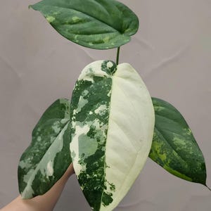 May include: Close-up of a variegated plant with large, heart-shaped leaves. The leaves display a striking pattern of white and various shades of green. The plant's leaves are held up against a neutral background.