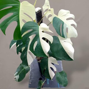 Puede incluir: Una planta Monstera Albo con grandes hojas en forma de corazón que presentan una variegación distintiva en verde oscuro y blanco crema. La planta está sostenida por un tutor de musgo central y plantada en un recipiente oscuro con hojas hendidas.