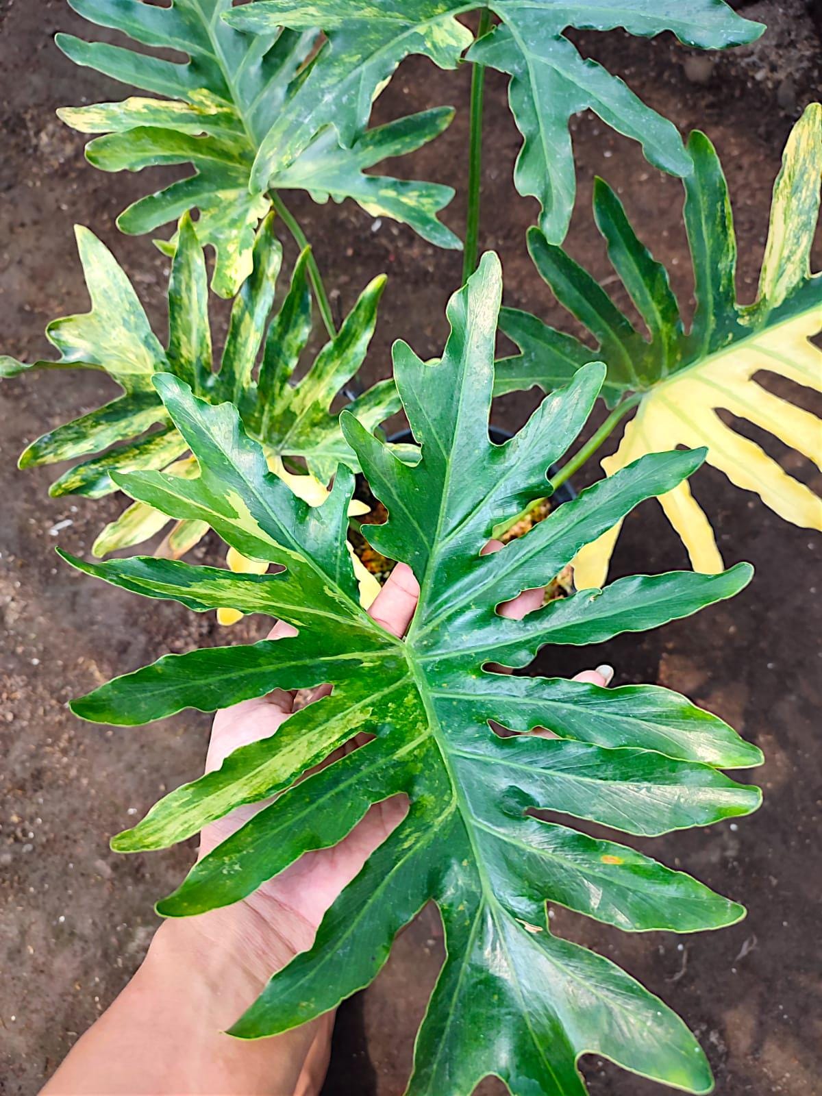 Variegated Philodendron Selloum - Etsy