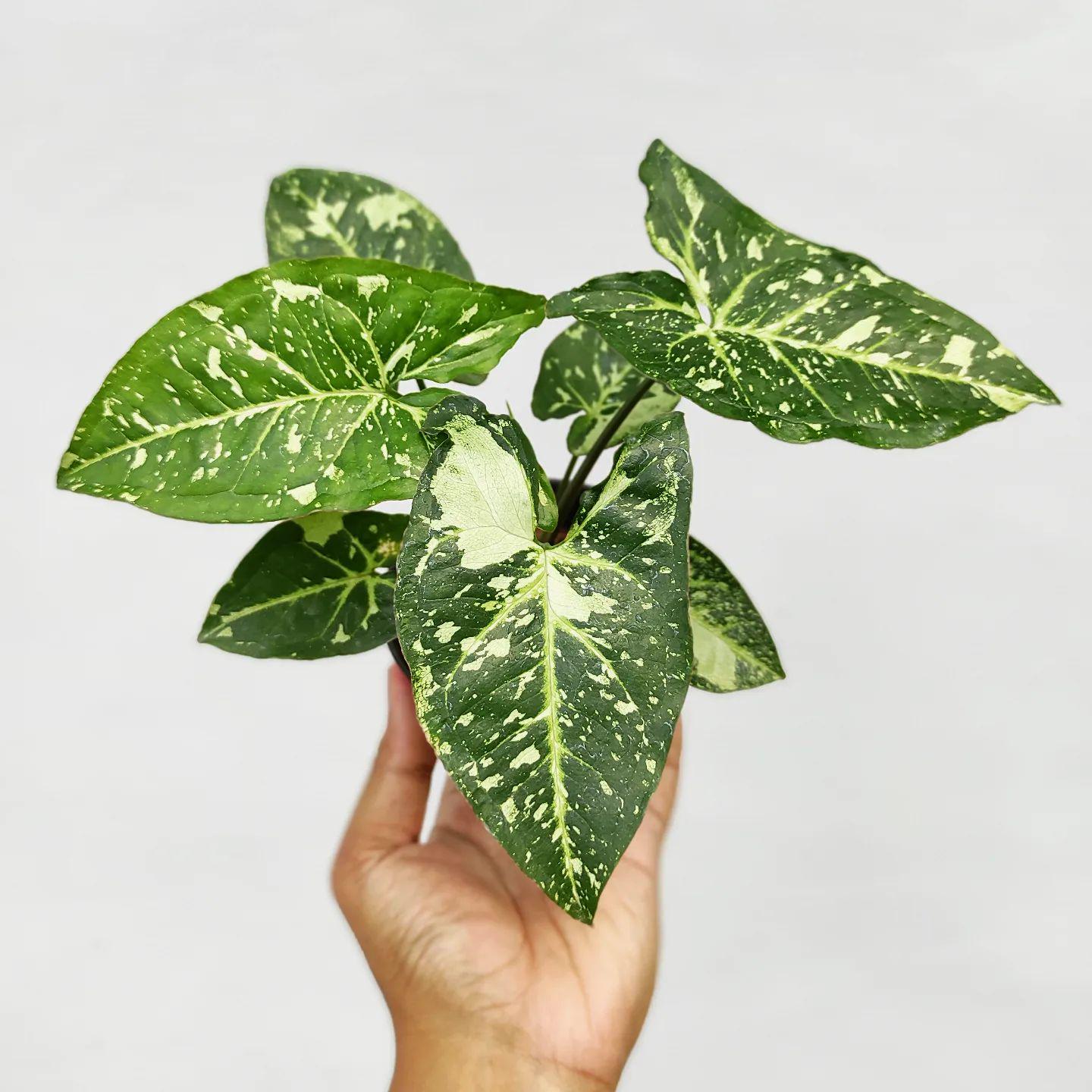 Panda Philodendron - Etsy