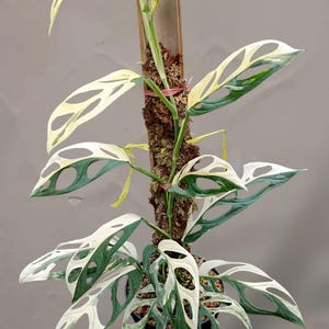 Puede incluir: Una planta Monstera adansonii variegada con hojas en forma de corazón que presentan patrones blancos y verde oscuro. La planta tiene numerosos agujeros naturales, llamados fenestraciones, y crece verticalmente sujeta a un tutor de musgo.