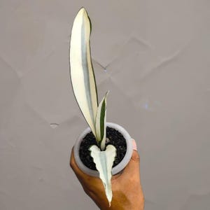 amazon succulent pots Large Succulent Arrangements Decorative Flower Pots – Queen City  Arrangements main image 1