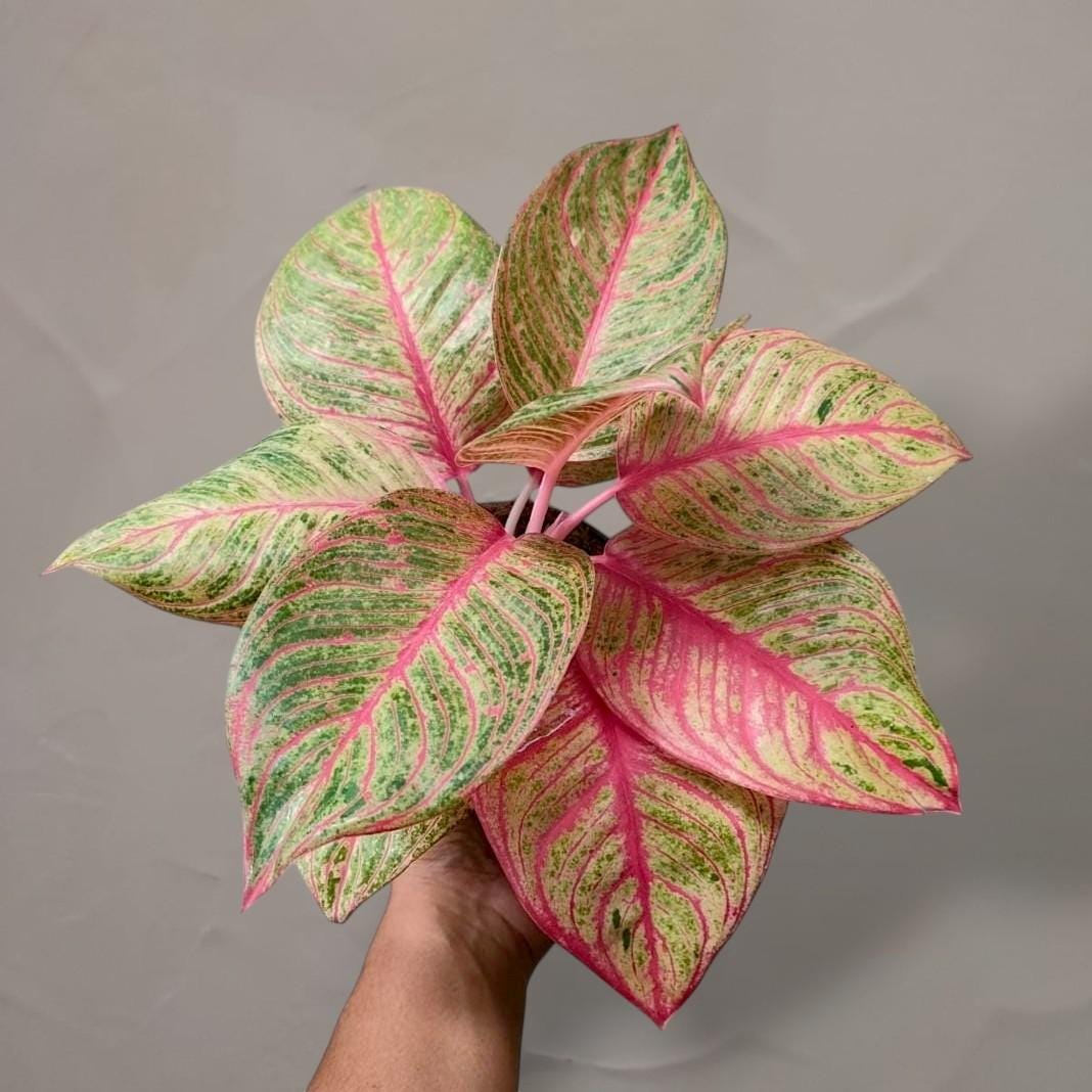 Aglaonema Hughes - Etsy