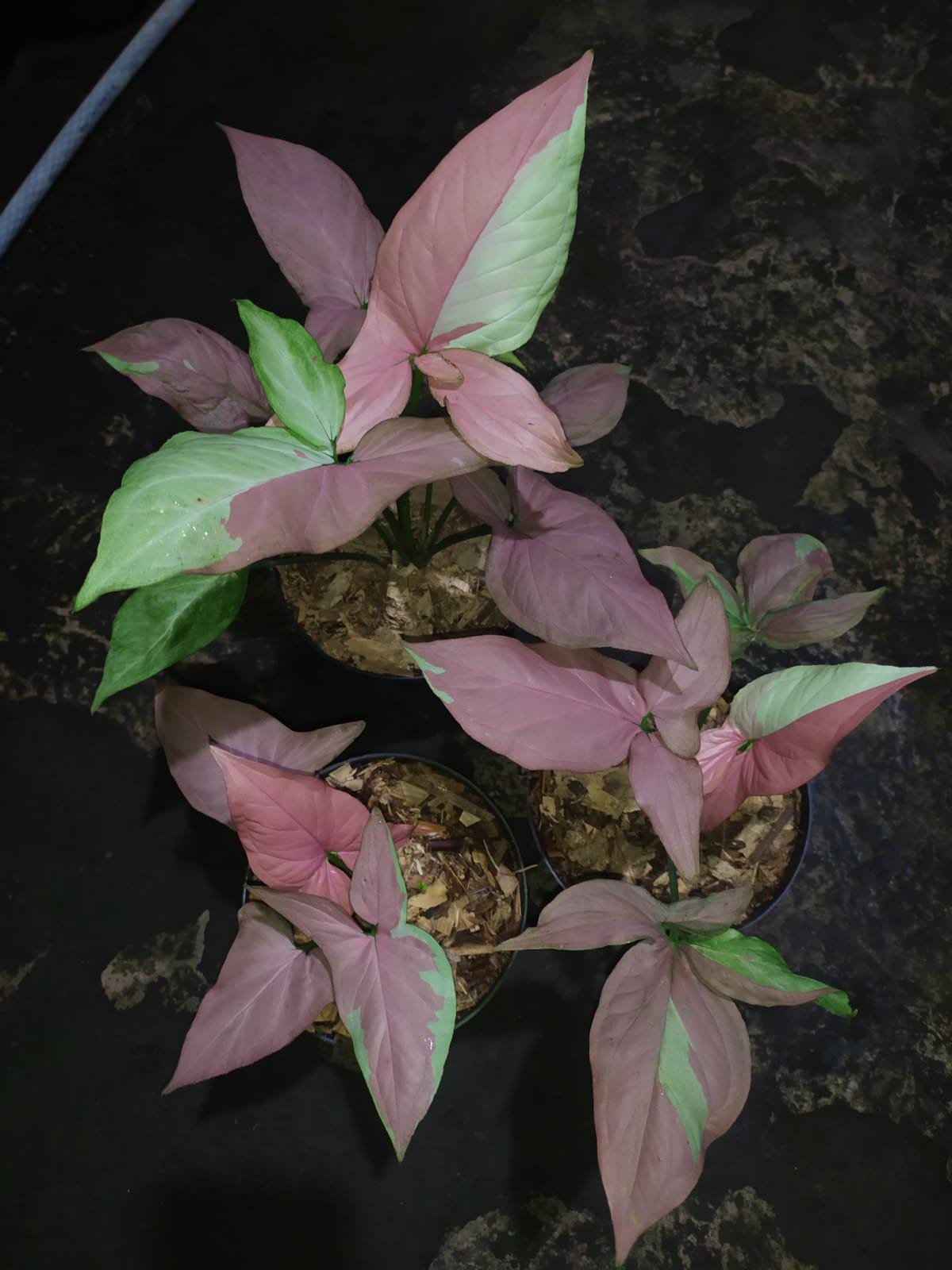 Panda Philodendron - Etsy