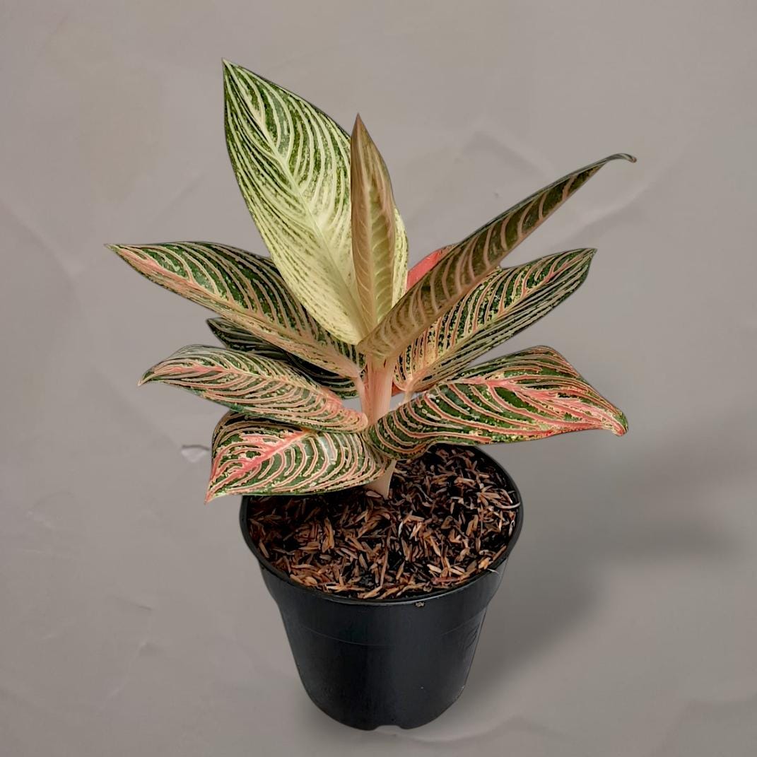 Aglaonema Golden Hope - Etsy