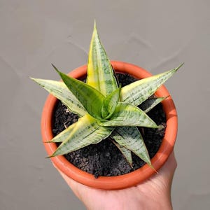 Peut inclure: Une plante serpent, également appelée Sansevieria, dans un pot en terre cuite. Les longues feuilles pointues présentent des motifs verts, jaunes et blancs. La plante est tenue dans une main. Le sol est sombre et le fond est gris neutre.