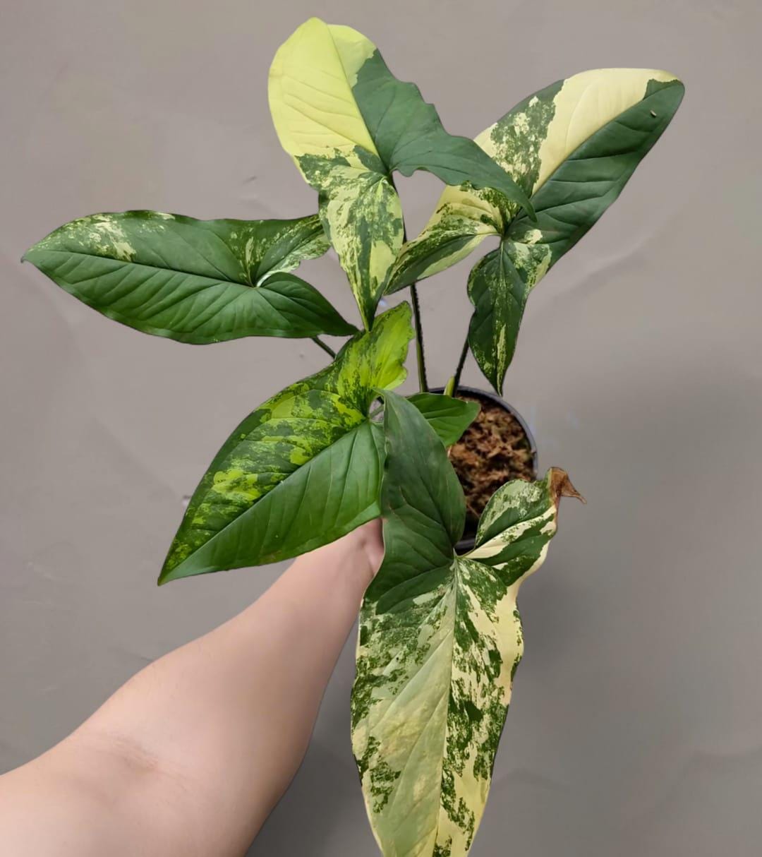 Syngonium Aurea Yellow Variegated - Etsy