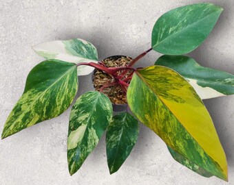 Philodendron strawberry shake variegated, planta de interior tropical rara.