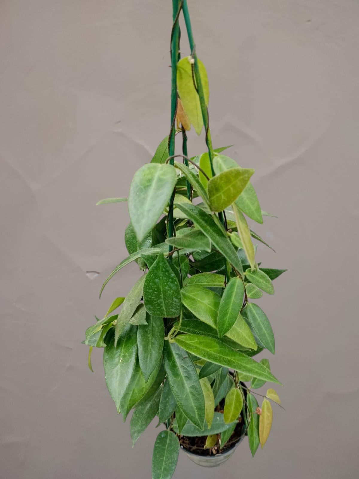 Hoya patella - Etsy 日本