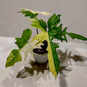 Puede incluir: Una planta de Philodendron en maceta con hojas grandes y de forma única. Las hojas muestran un llamativo patrón de color verde, blanco y amarillo. La planta está en una pequeña maceta de cerámica blanca llena de tierra, sobre un fondo neutro.