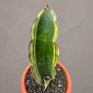 Könnte beinhalten: Eine einzelne, aufrechte Sansevieria-Pflanze in einem Terrakotta-Topf. Das Blatt der Pflanze ist ein leuchtendes Grün mit gelben und weißen Streifen, die von einem rotbraunen Rand eingefasst sind. Der Topf enthält dunkle, körnige Erde.