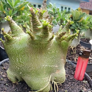 Könnte beinhalten: Eine grüne Wüstenrosenpflanze mit mehreren Stielen und kleinen grünen Blättern. Die Pflanze steht in einem schwarzen Topf mit dunkler Erde. Ein rotes Feuerzeug befindet sich neben der Pflanze.