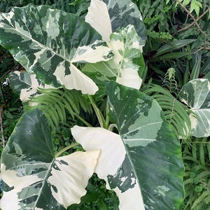 Alocasia macrorrhiza giant taro - Etsy 日本