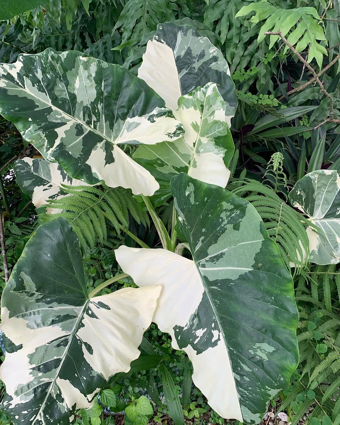 Variegated Taro Rubber Alocasia Macrorrhiza Variegated Giant Taro Elephant Rare ...