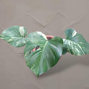 Monstera Oceana - Etsy