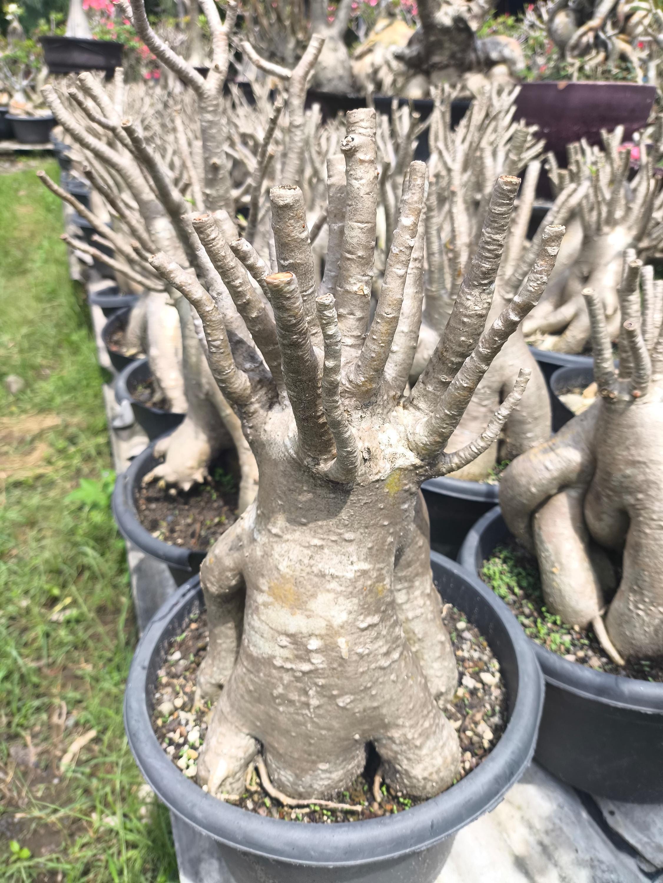 Large adenium - Etsy 日本