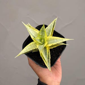 Sansevieria sweet celery variegated Rare snake plant - Tropical House Plant variegated