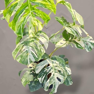 White Tiger Monstera - Etsy