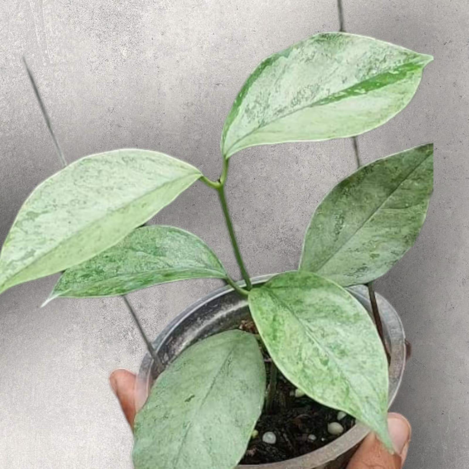 Hoya glabra - Etsy 日本