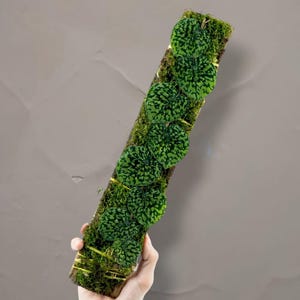 Scindapsus Snake Scale rare Tropical House Plant