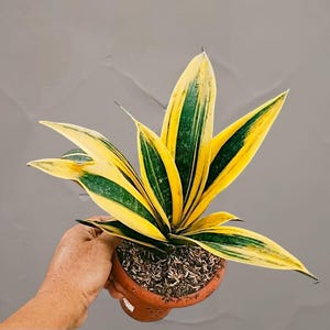 Sansevieria gold flame Rare Tropical House Plant variegated