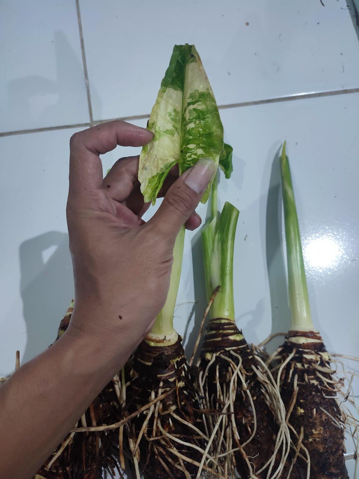 Variegated Taro Rubber Alocasia Macrorrhiza Variegated Giant Taro Elephant Rare ...