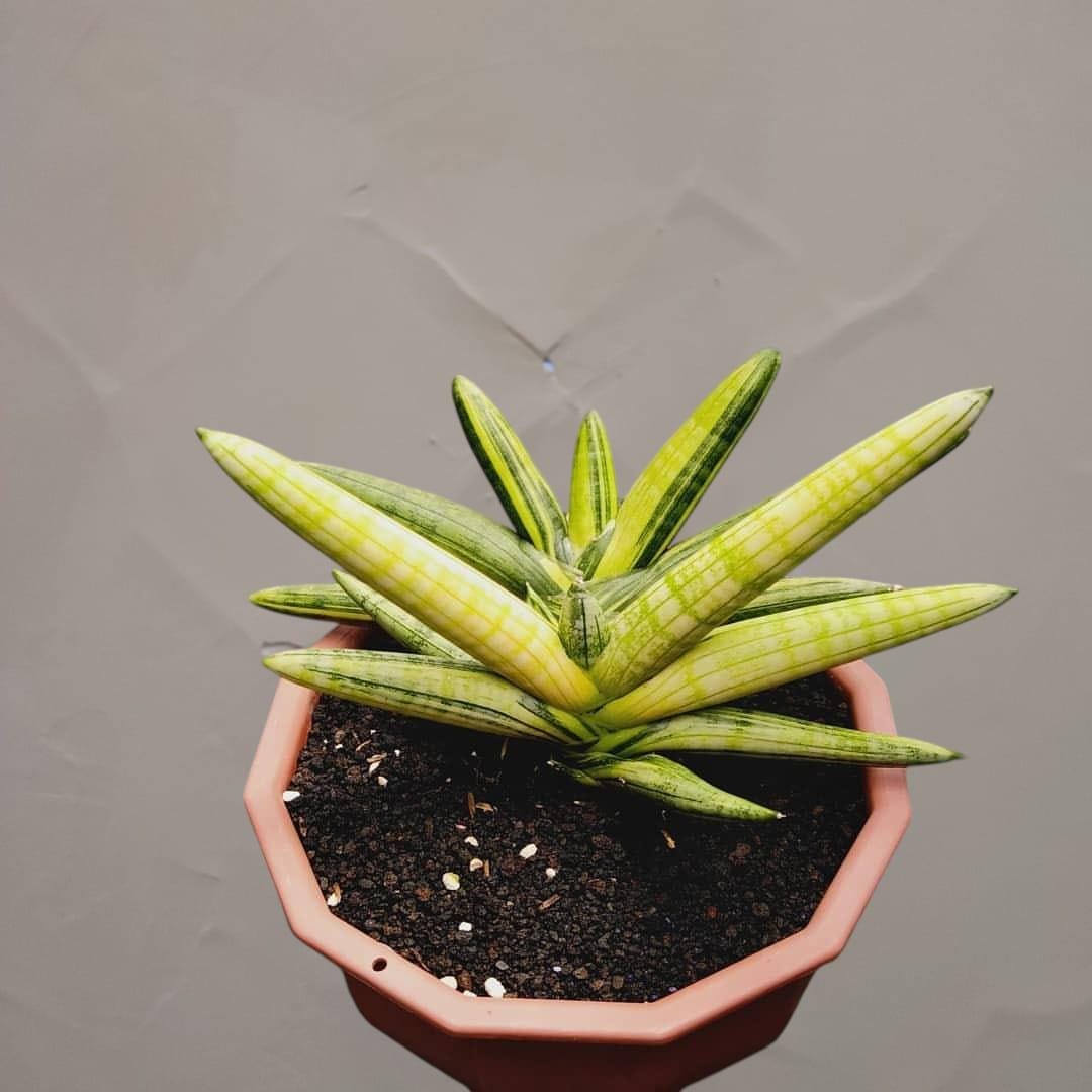 Boncel Sansevieria Boncel Variegated Rare Snake Plant - Tropical House Plant ...