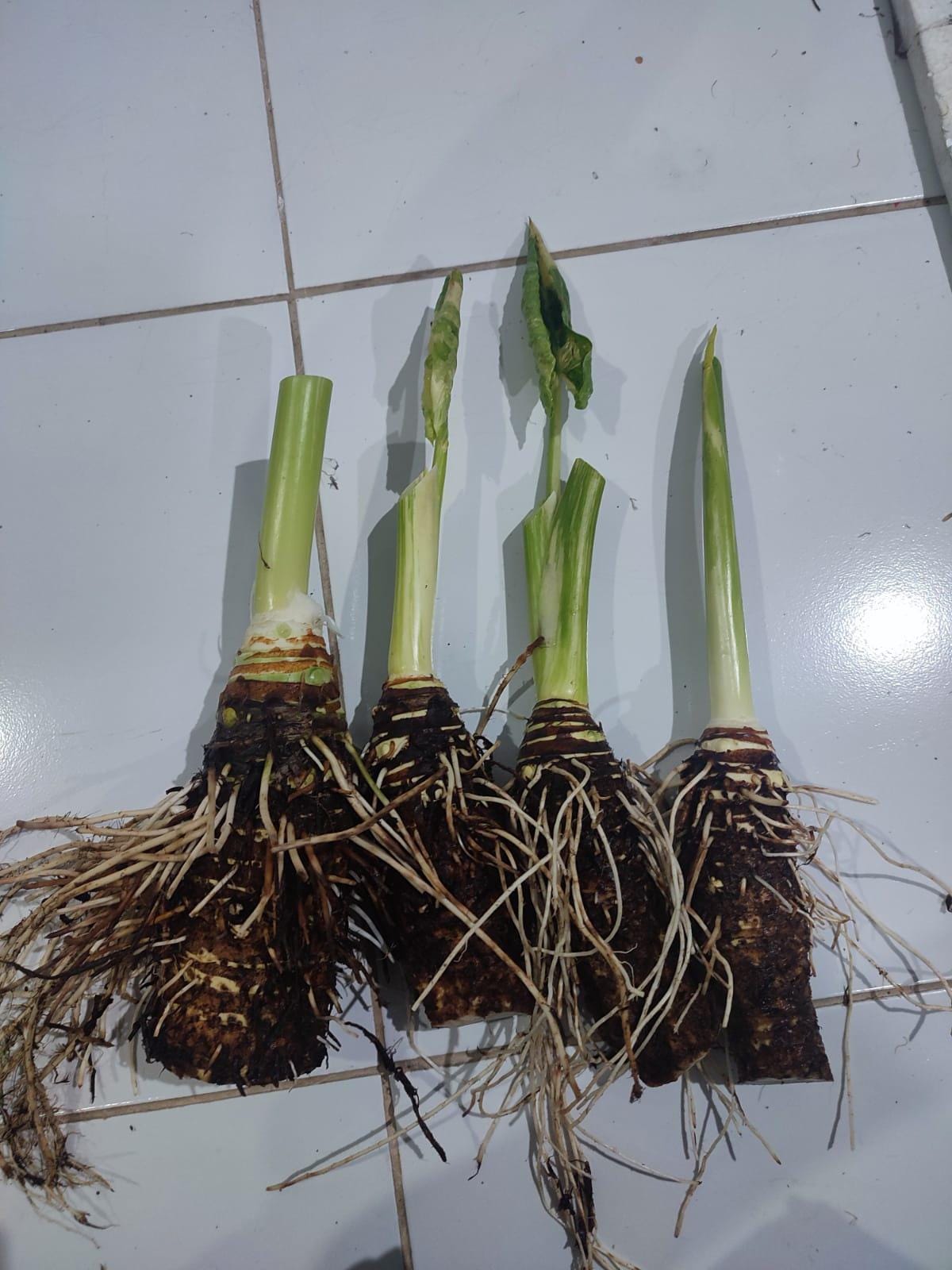 Variegated Taro Rubber Alocasia Macrorrhiza Variegated Giant Taro Elephant Rare ...