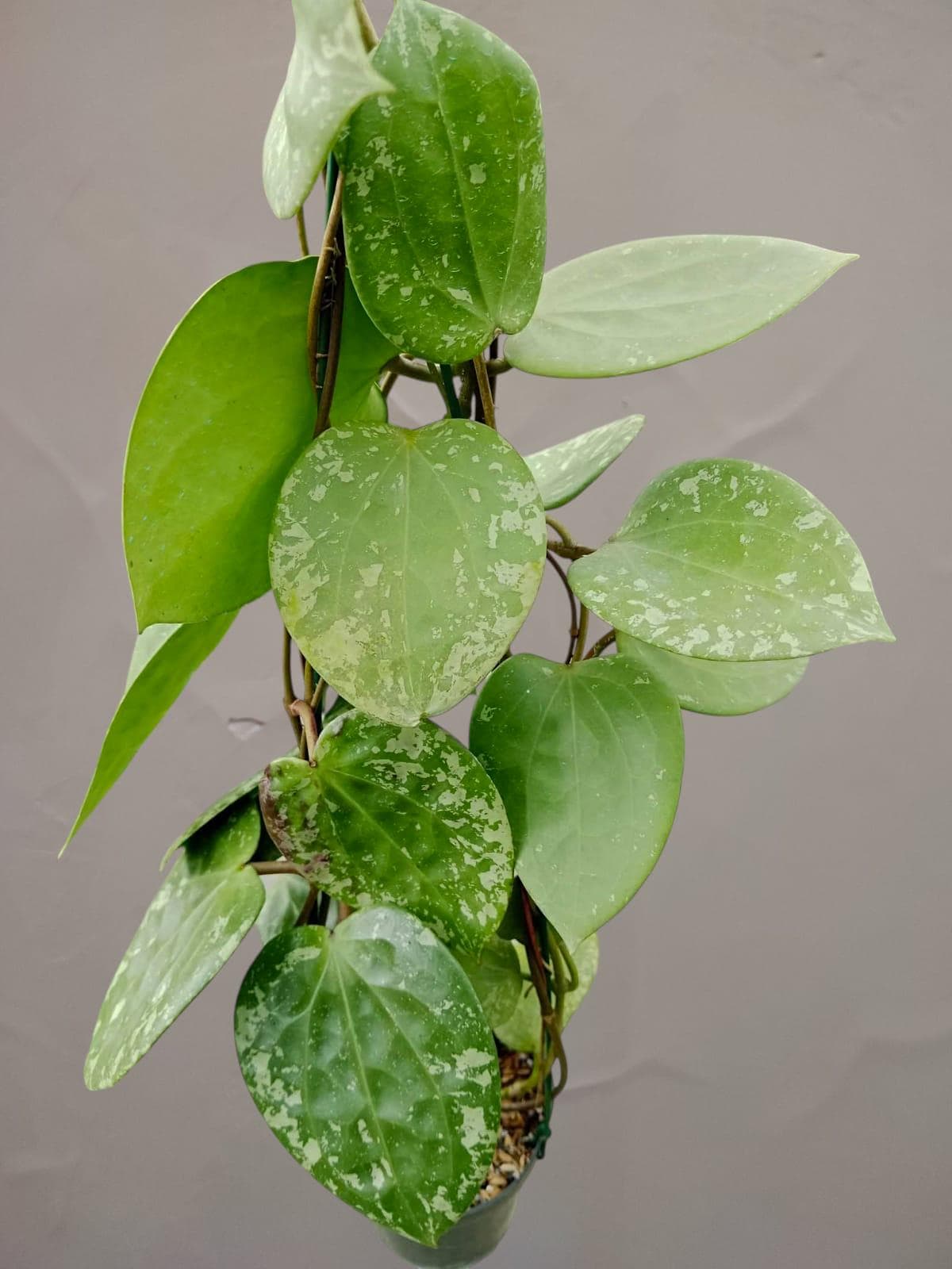 Hoya Glabra - Etsy