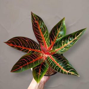 Aglaonema Pride of Sumatra - Etsy