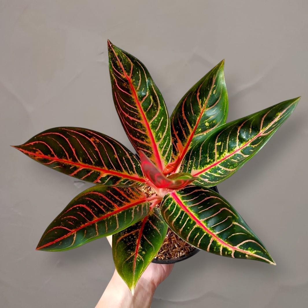 Aglaonema Pride of Sumatra - Etsy