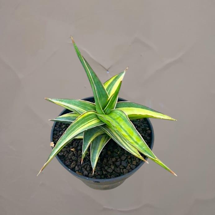 Sansevieria Johannesburg Variegated Rare Tropical House Plant - Etsy