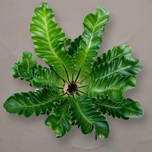 Puede incluir: Un helecho nido de ave con hojas de color verde brillante y vibrante que presentan bordes ondulados y rizados. El follaje se extiende desde una corona central oscura, creando un patrón simétrico en forma de estrella con frondas alargadas.
