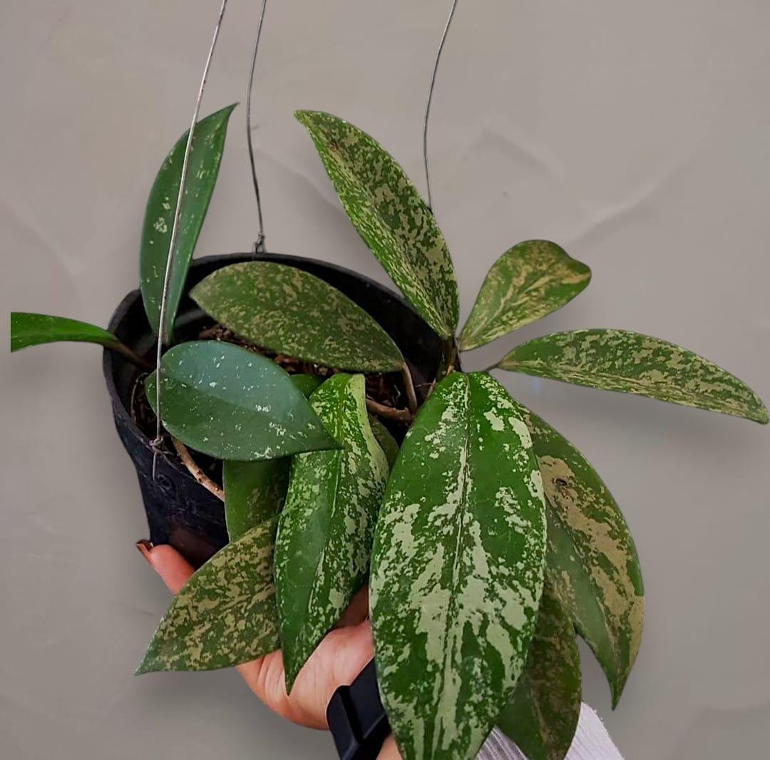 Hoya Publicalyx Variegated - Etsy
