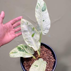 Variegated Philodendron Orlando - Etsy