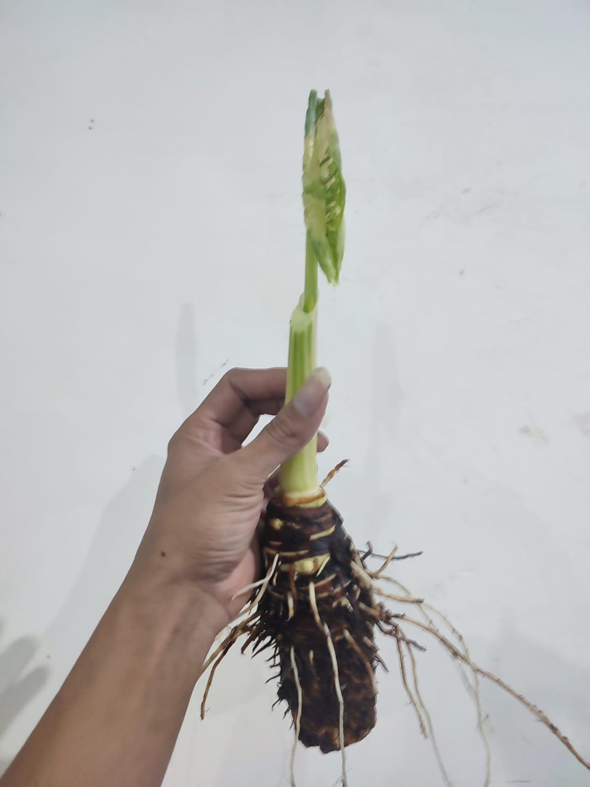 Variegated Taro Rubber Alocasia Macrorrhiza Variegated Giant Taro Elephant Rare ...