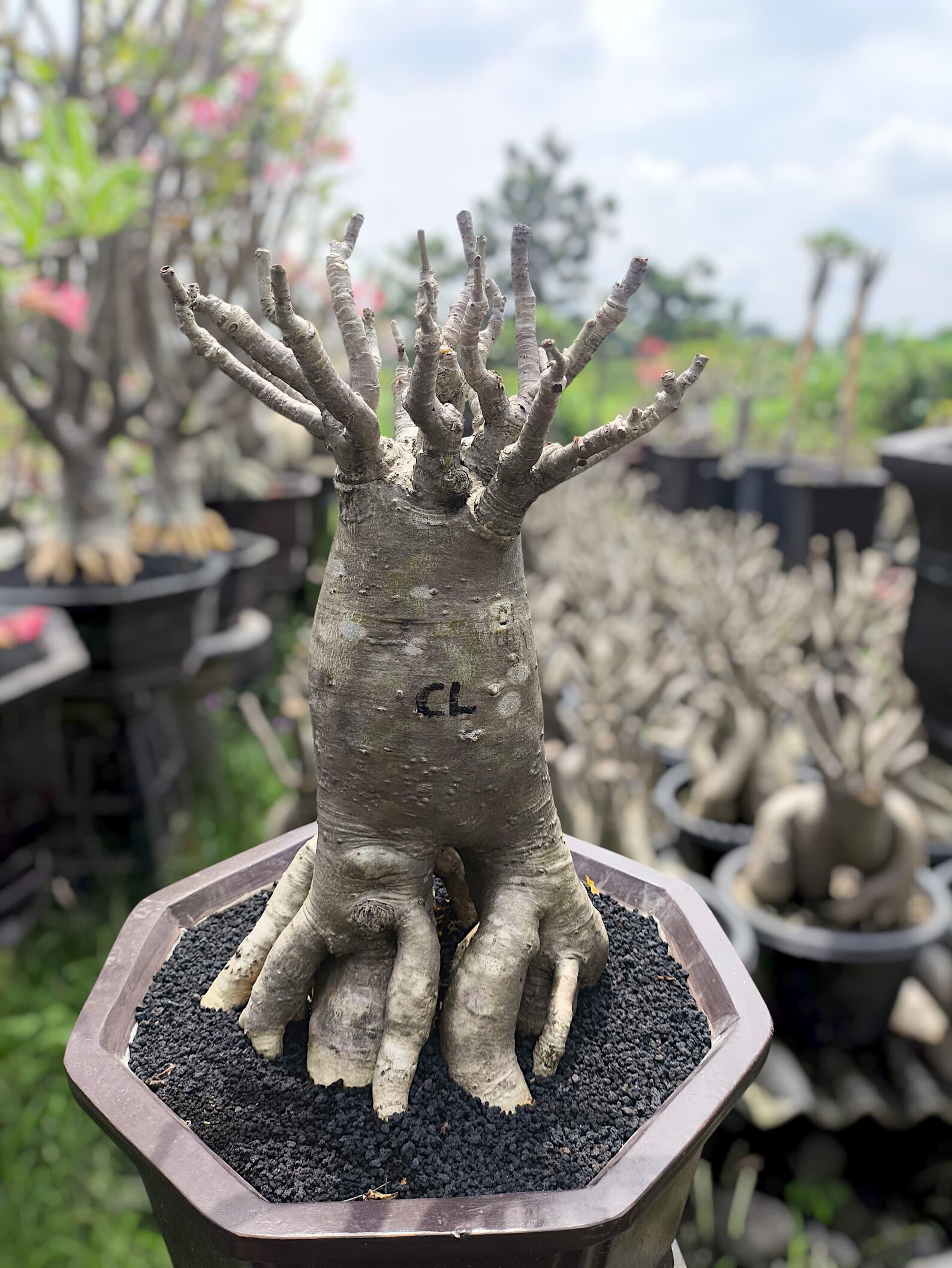 Adenium Arabicum Long Codex Character Rare Tropical House Plant - Etsy ...