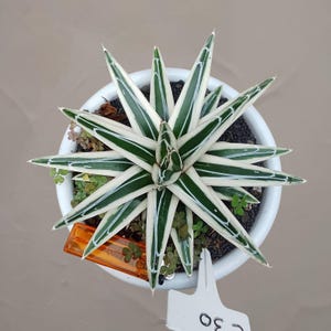 Puede incluir: Vista cenital de una planta de agave en maceta. Las hojas largas y puntiagudas son verdes con rayas blancas, dispuestas en forma de estrella. La maceta es blanca, sobre un fondo beige. Se ven un objeto naranja y una etiqueta blanca.