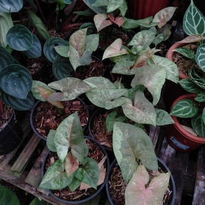 Scindapsus Matcha - Etsy