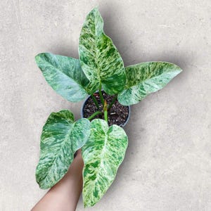May include: Overhead view of a potted plant with large, variegated leaves. The leaves display a mix of green and white patterns. The plant is in a dark gray pot, set against a light gray background.