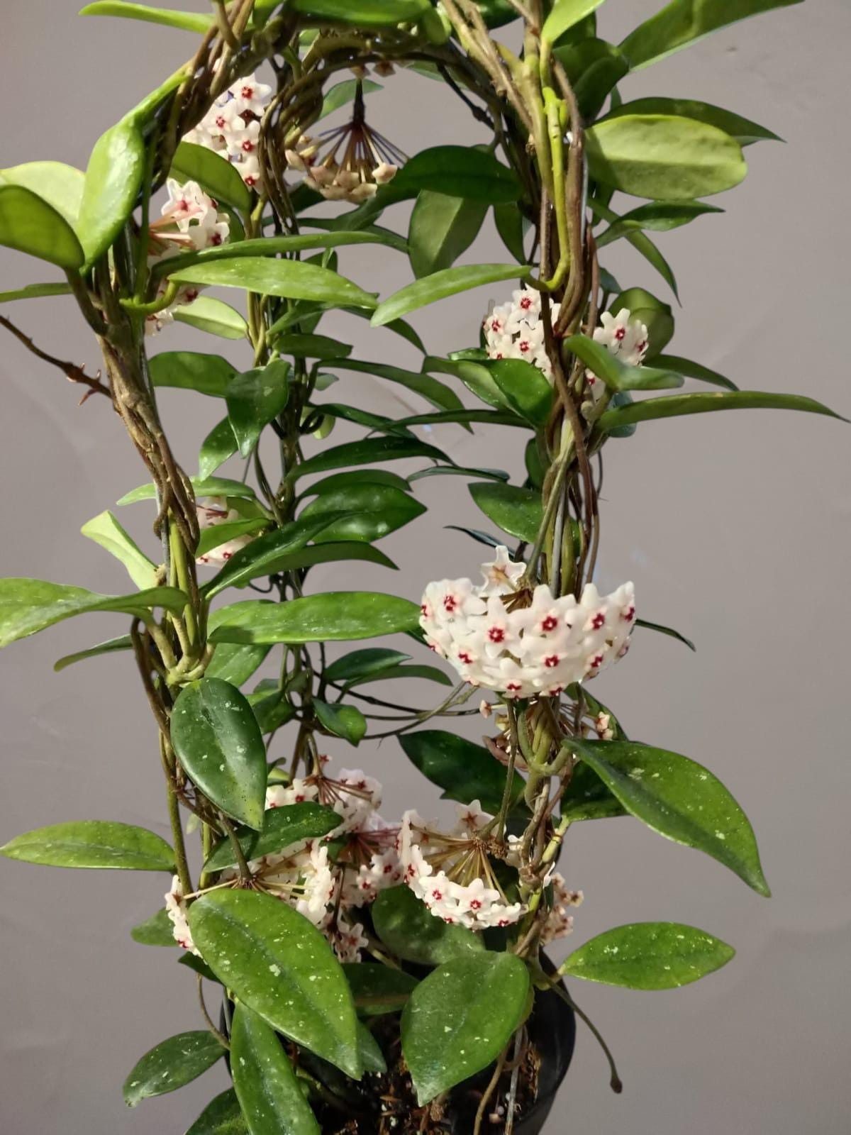 Hoya carnosa - Etsy 日本