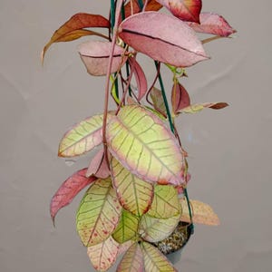 philodendron melanochrysum variegated Philodendron Melanochrysum Variegated main image 0
