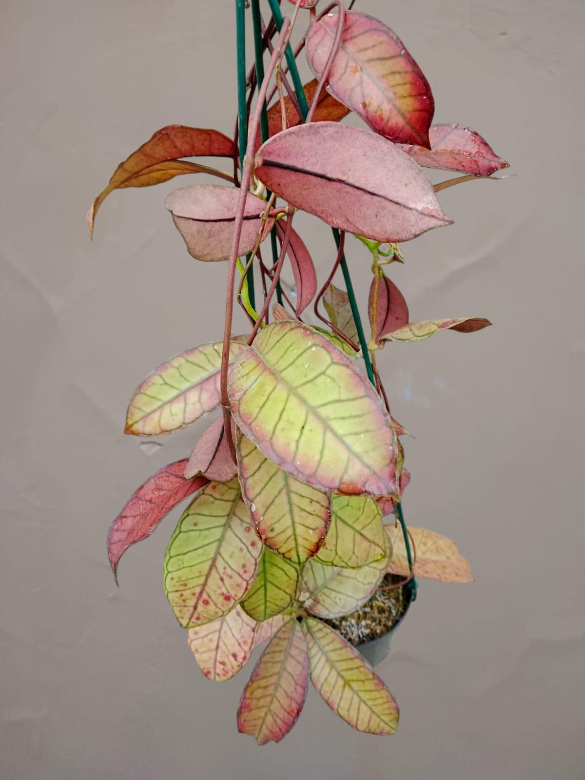 Hoya gunung gading - Etsy 日本