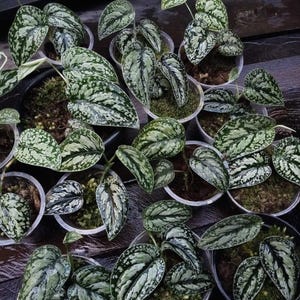 May include: A collection of potted plants with heart-shaped leaves. The leaves are a mix of green and silver, with a speckled pattern. The pots are small and black, filled with soil and moss. The plants are arranged on a dark surface.