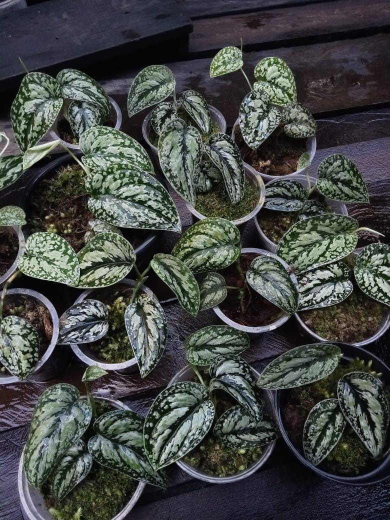Scindapsus borneo - Etsy 日本