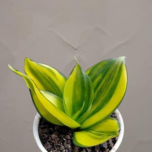 May include: A vibrant Sansevieria plant, also known as a snake plant, with striking yellow and green striped leaves. The plant is potted in a white container filled with dark soil. The plant's leaves are broad and upright, creating a visually appealing display.