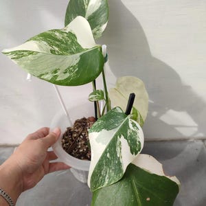 May include: A potted Monstera plant with large, variegated leaves. The leaves display a mix of green and white patterns. The plant is in a clear plastic pot, held by a hand. The plant is a popular houseplant.