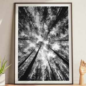 Könnte beinhalten: Schwarz-Weiß-Kunstdruck mit Blick auf hoch aufragende Bäume, die zum Himmel hinaufreichen. Das Kunstwerk wird auf einem Holzschrank mit einer Topfpflanze und einer Holzhandskulptur präsentiert.